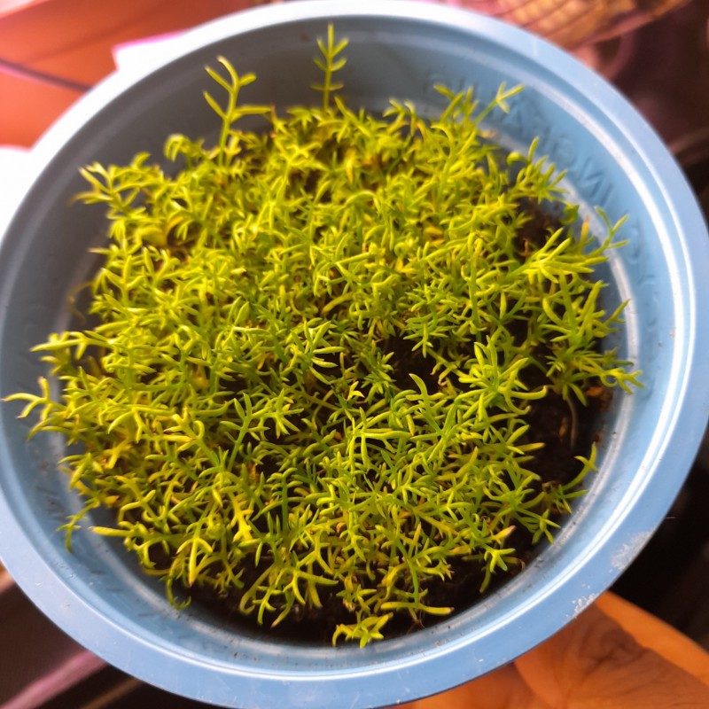 Chamomile - Paleocannabica's herbs