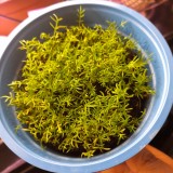 Chamomile - Paleocannabica's herbs