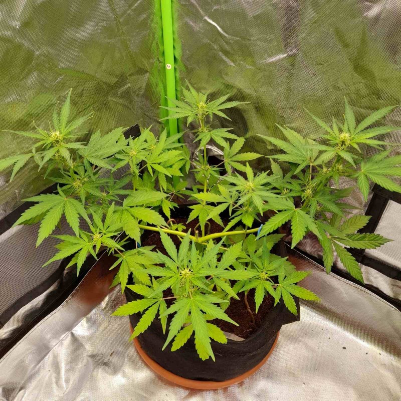 Rainbow Candy Auto week 6