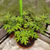 Rainbow Candy Auto week 6