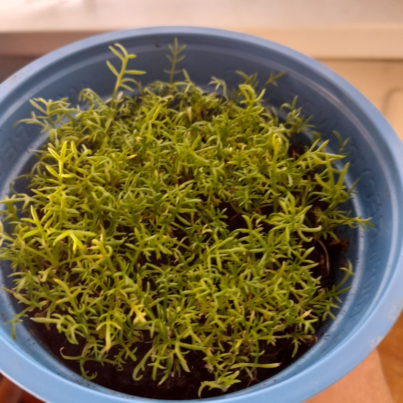 Chamomile - Paleocannabica's herbs