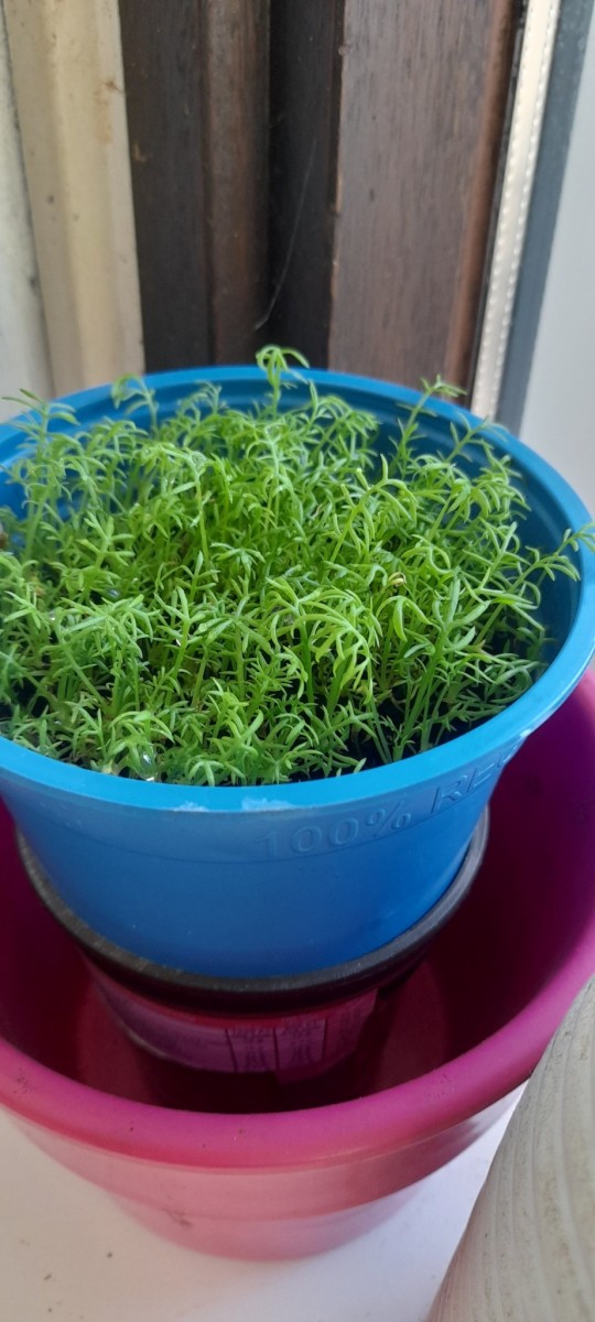 Chamomile - Paleocannabica's herbs