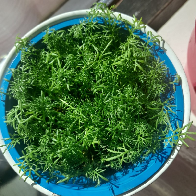 Chamomile - Paleocannabica's herbs