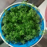 Chamomile - Paleocannabica's herbs