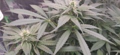 bud