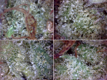 SQdC - TGOD, Highly Dutch Organic - Amsterdam Sativa - Direct from bag... [640x480]