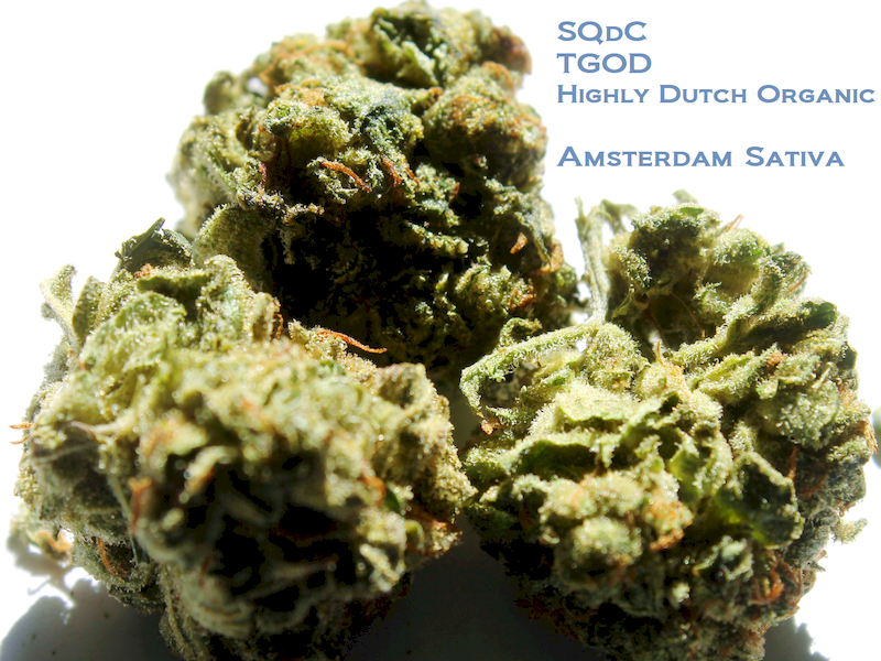 SQdC - TGOD, Highly Dutch Organic - Amsterdam Sativa