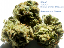 SQdC - TGOD, Highly Dutch Organic - Amsterdam Sativa