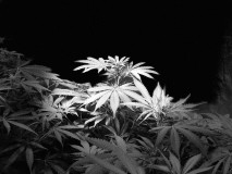 IMG-20210411-WA0038