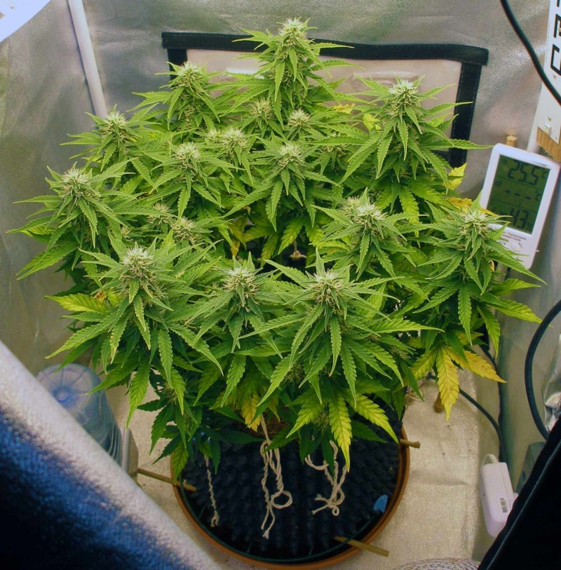 day 45 d