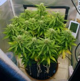 day 45 d