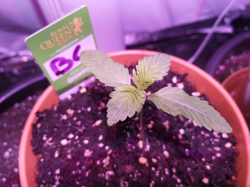 Blue Cheese by Grizzle - Growroom420.com
