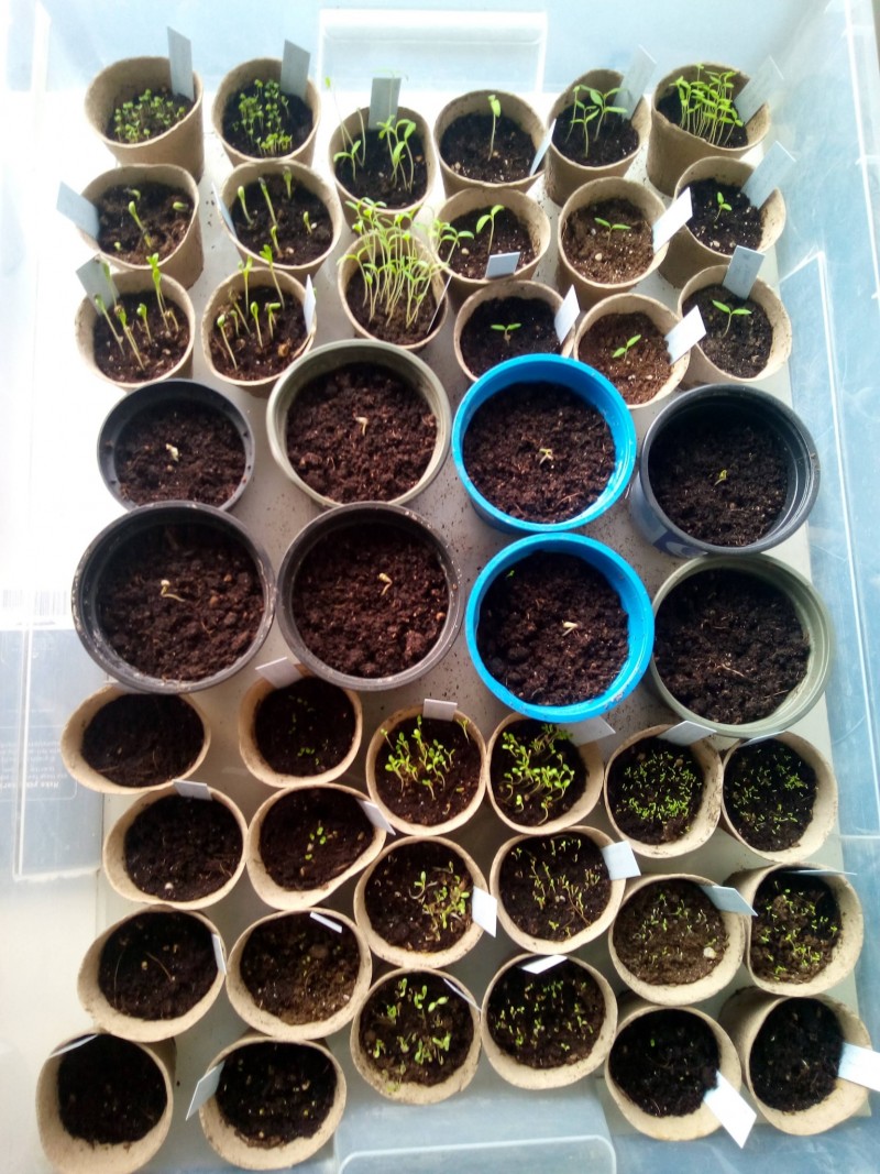 Post #1 Orange Habanero Chillies
