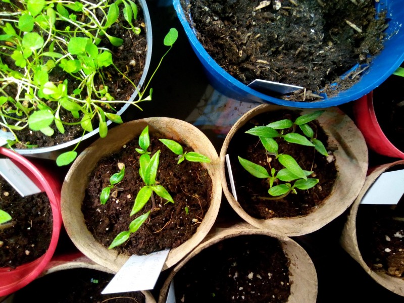 Post #2 Orange Habanero Chillies 2nd January 2021