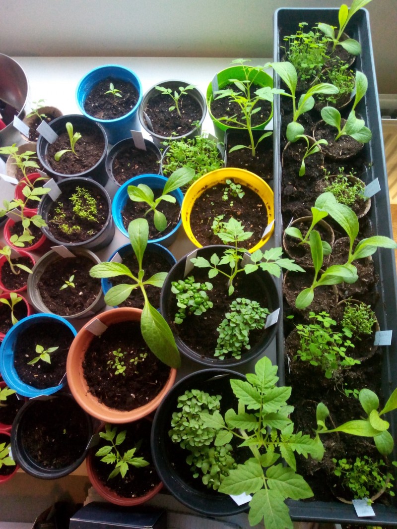 Post #3 Orange Habanero Chillies 11th January 2021