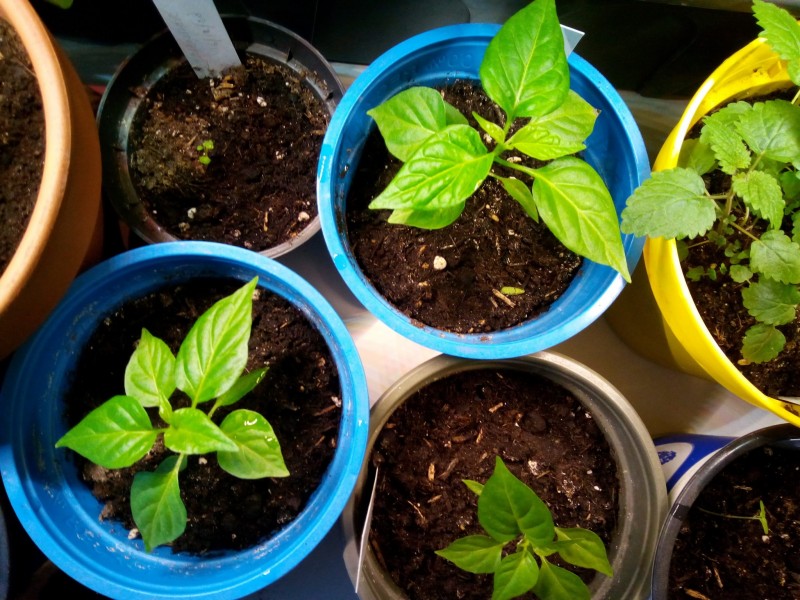 Post #4 Orange Habanero Chillies 1st February 2021