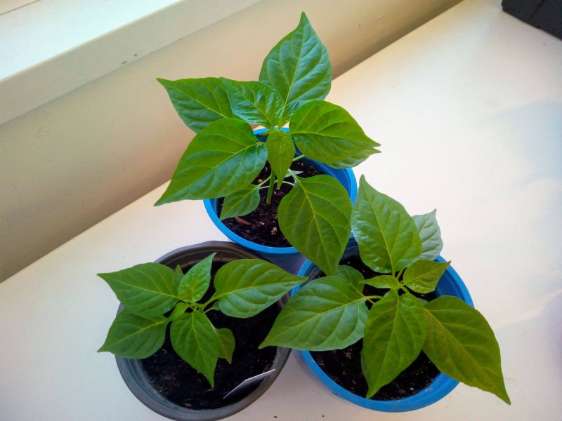 Post #5 Orange Habanero Chillies 13th February 2021