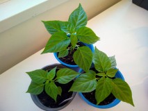 Post #5 Orange Habanero Chillies 13th February 2021