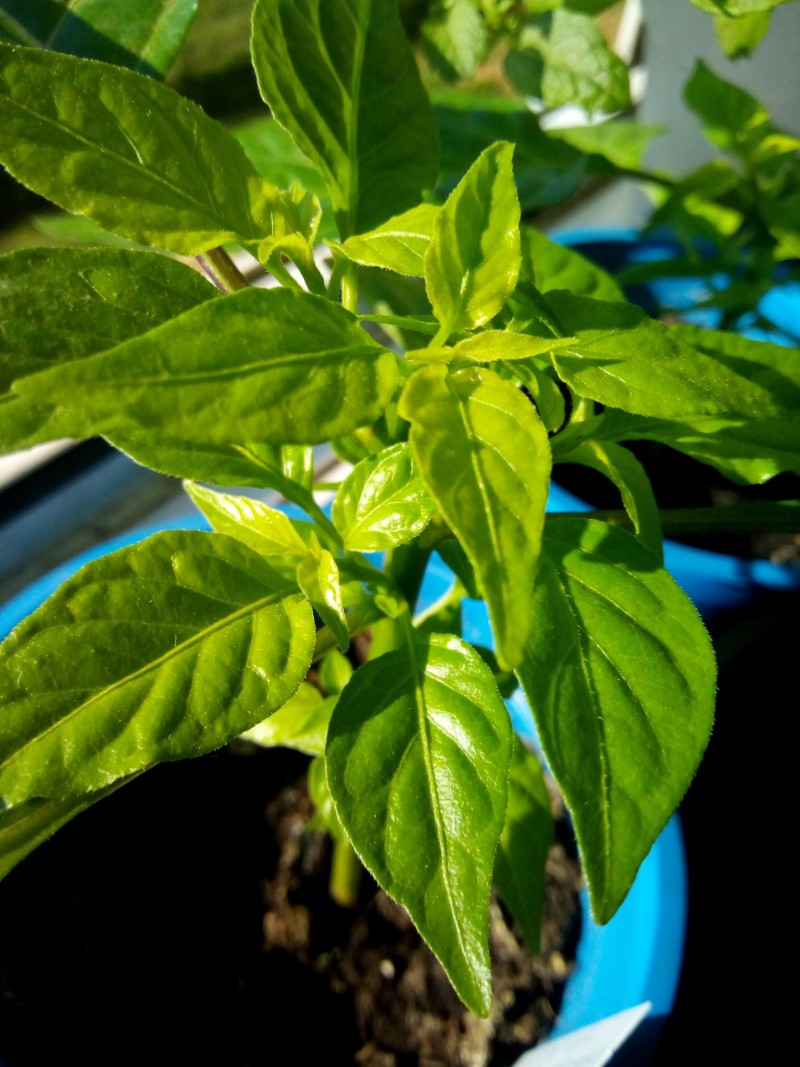 Post #7 Orange Habanero Chillies 28th February 2021