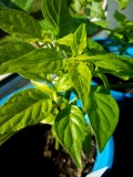 Post #7 Orange Habanero Chillies 28th February 2021