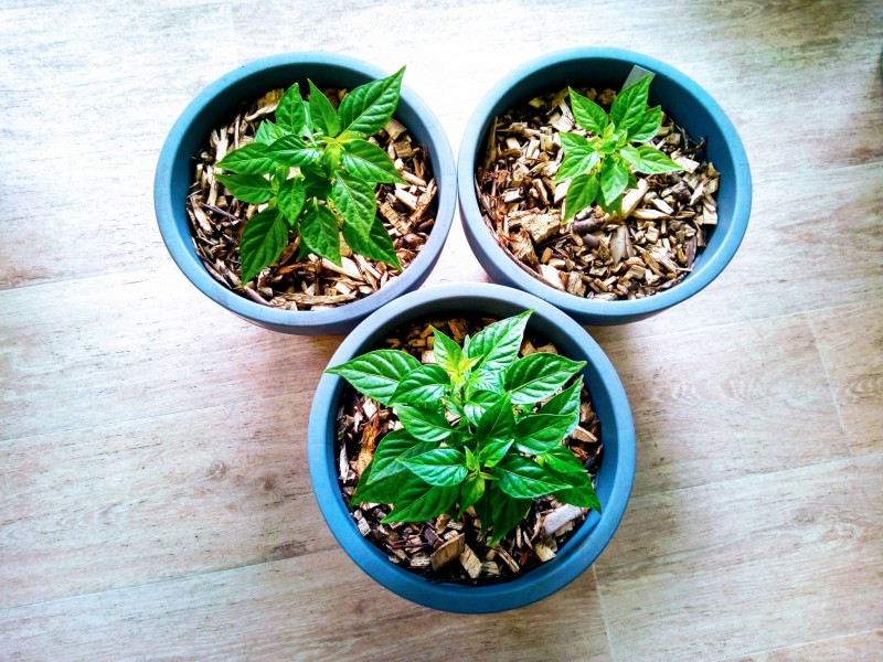Post #8 Orange Habanero Chillies 18th March 2021