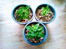Post #8 Orange Habanero Chillies 18th March 2021