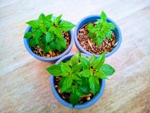 Post #9 Orange Habanero Chillies 3rd April 2021