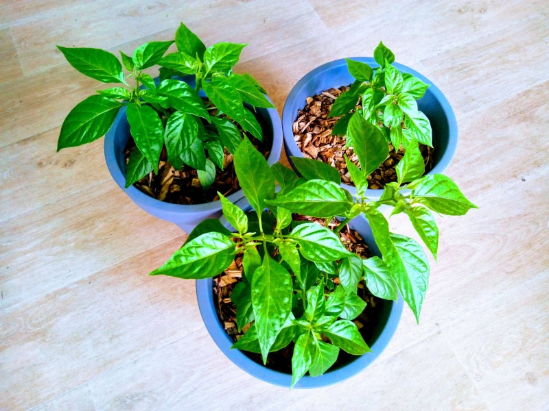 Post #10 Orange Habanero Chillies 13th April 2021