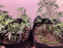 smashedcsakeveg