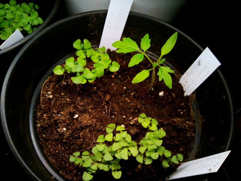 2nd Entry Tomato; Black Cherry 2nd January 2021