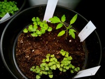 2nd Entry Tomato; Black Cherry 2nd January 2021