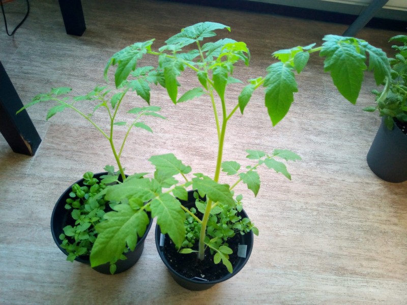 Both 2nd and 3rd Entries Tomatoes 26th January 2021