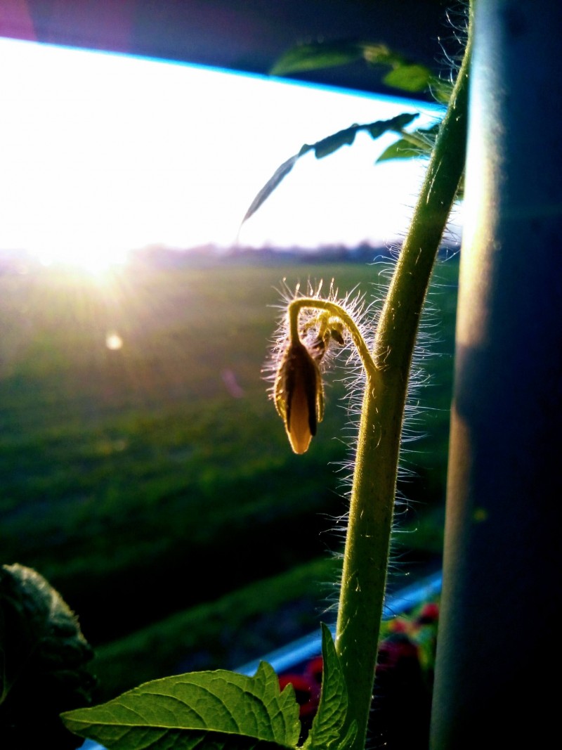 3rd Entry Tomato; San Marzano 30th March 2021