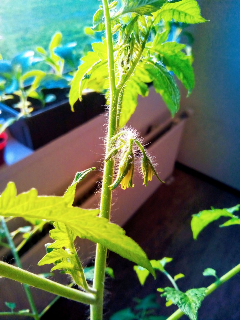 3rd Entry Tomato; San Marzano 30th March 2021