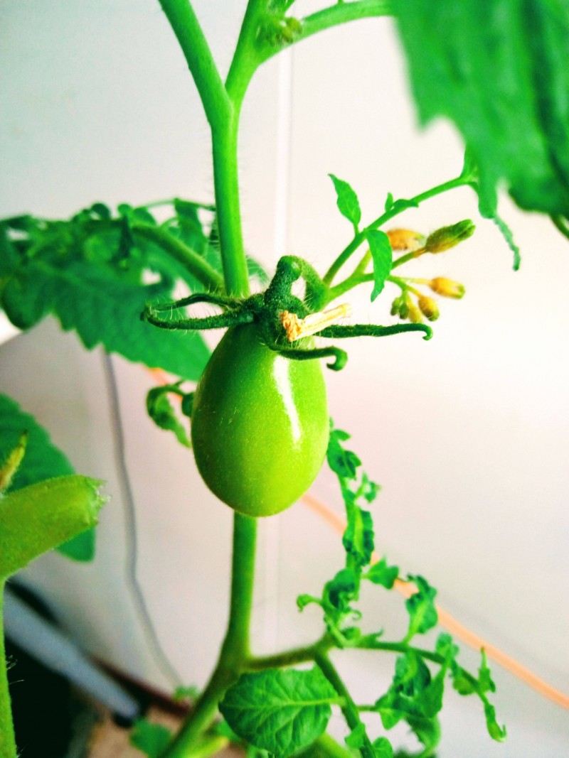 3rd Entry Tomato; San Marzano 6th April 2021