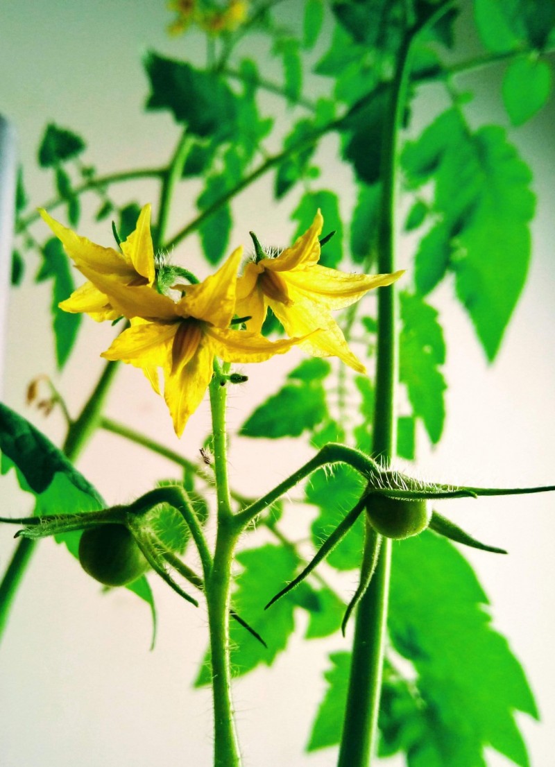 2nd Entry Tomato; Black Cherry 13th April 2021