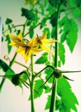 2nd Entry Tomato; Black Cherry 13th April 2021