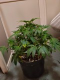 IMG-20210418-WA0002
