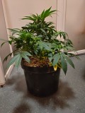 IMG-20210418-WA0004