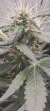 bud