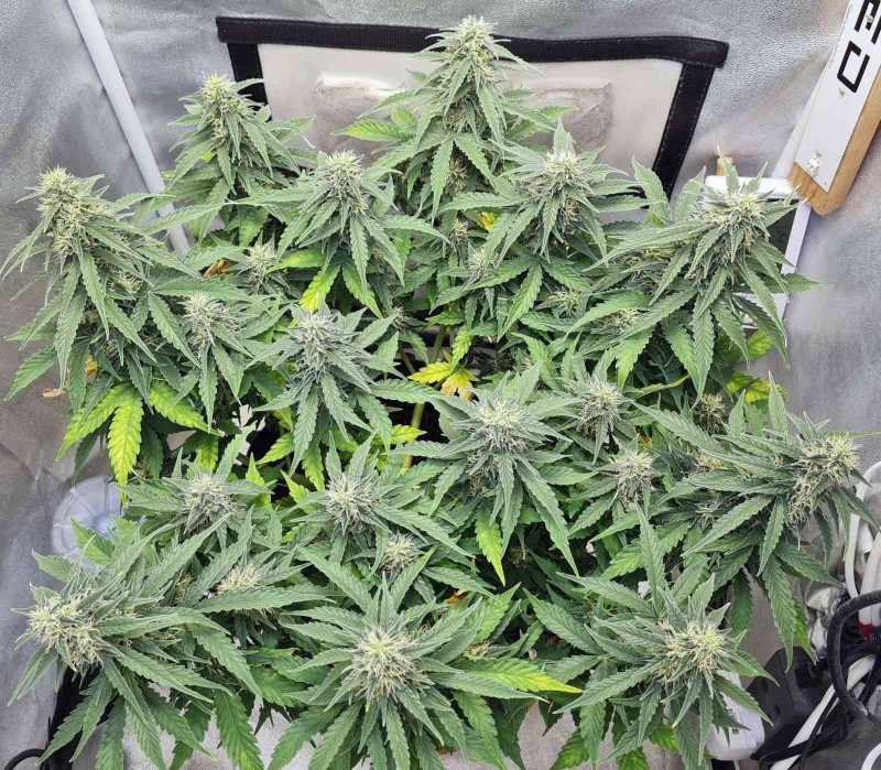Day 52 a