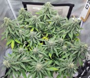 Day 52 a