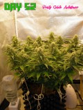 Day 52 c