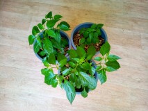 23rd April 2021 Orange Habanero Chillies