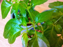 23rd April 2021 Orange Habanero Chillies