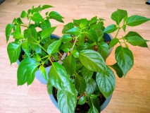 23rd April 2021 Orange Habanero Chillies