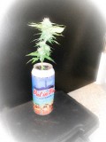 beercanj