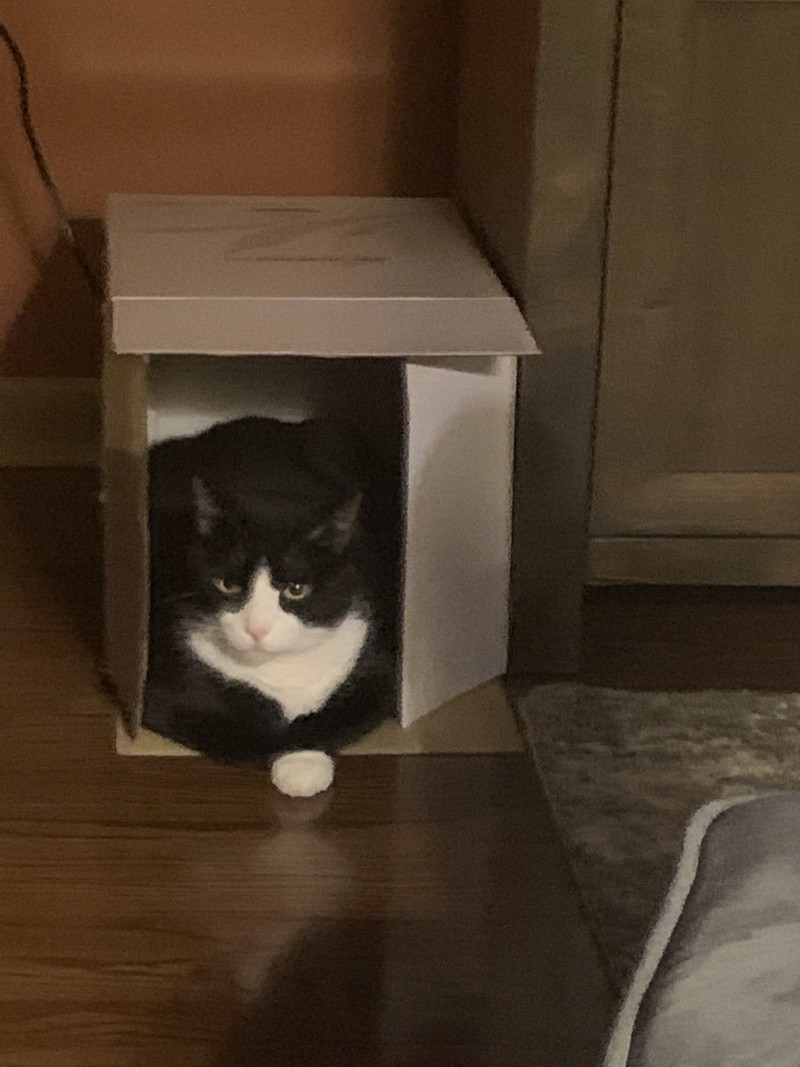 catinbox