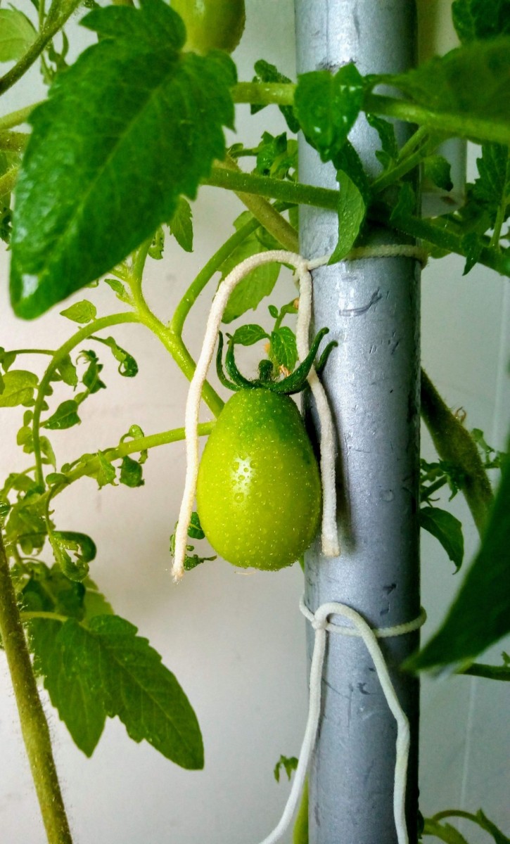 24th April 2021 San Marzano First Fruit