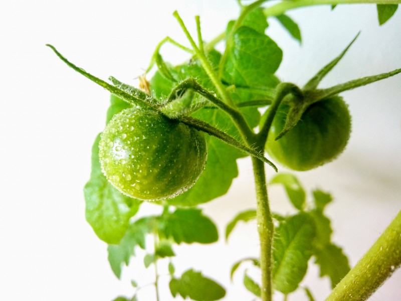 24th April 2021 Black Cherry Tomatoes